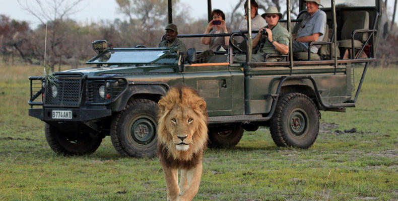 Lion sighted on Seba Camp game drive