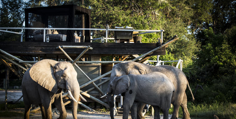 Abu Camp - Botswana