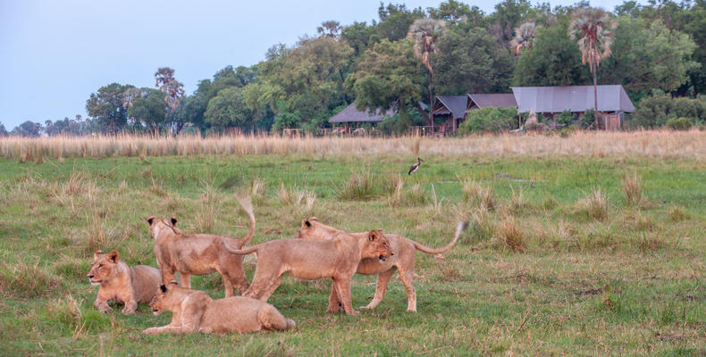 Wilderness Chitabe Lediba