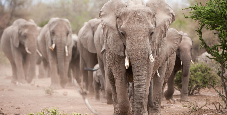 Mashatu Game Reserve Land of the Giants