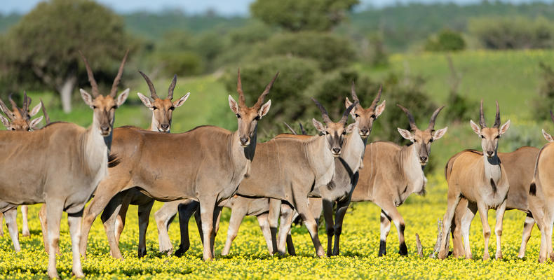 Eland
