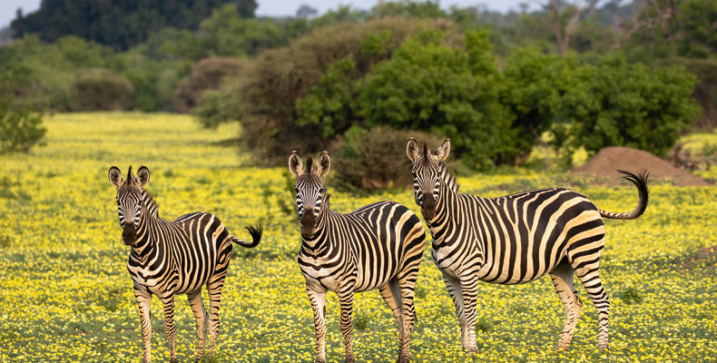 Zebra