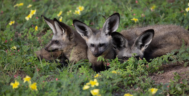 Bat eared fox