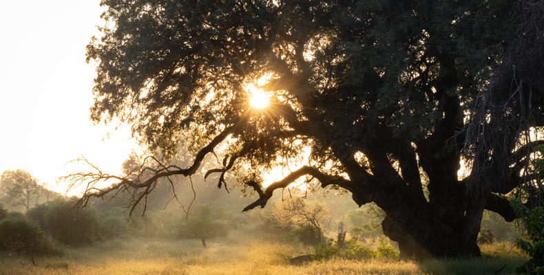 Mashatu tree