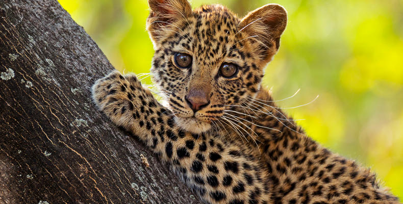 Leopard cub