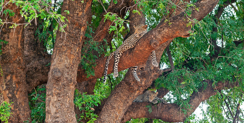 Leopard in Mashatu tree
