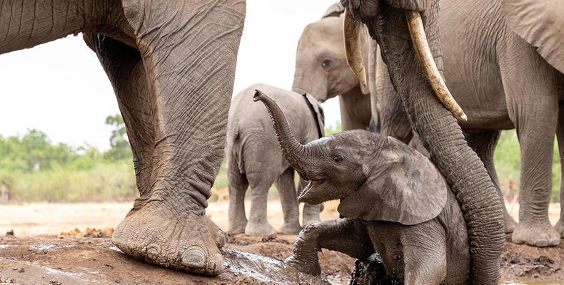 Elephant