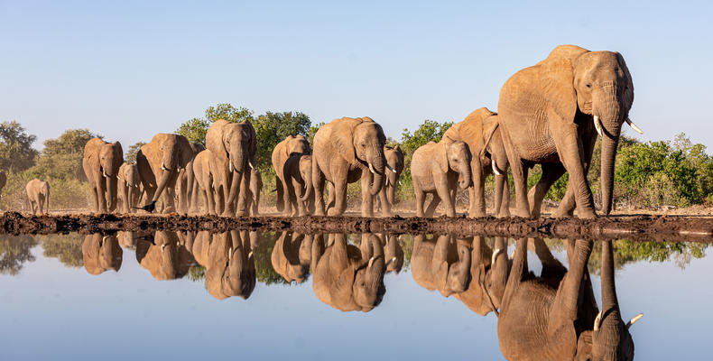 Elephant herd