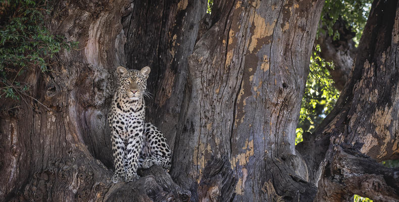 Leopard in Mashatu tree