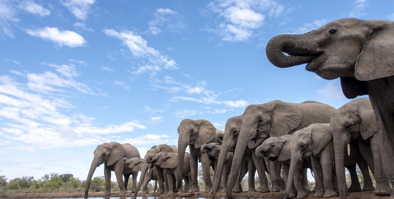 Elephants at waterhole
