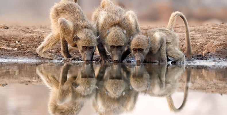Baboon