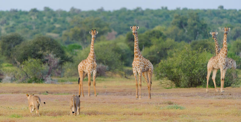 Giraffe