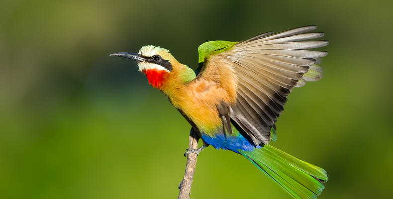Bee-eater