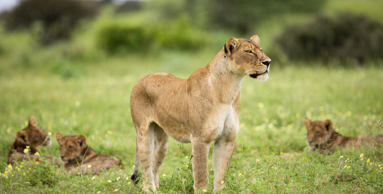 Lion and cubs 