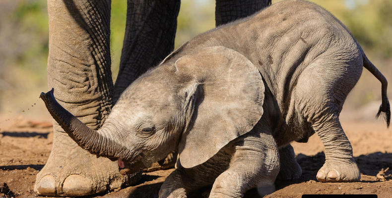Up close and personal game viewing