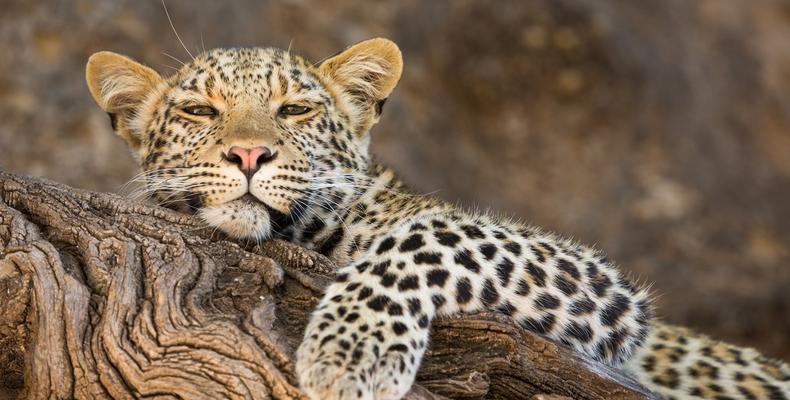 Leopard