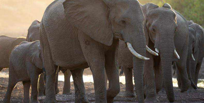 Mashatu Elephants