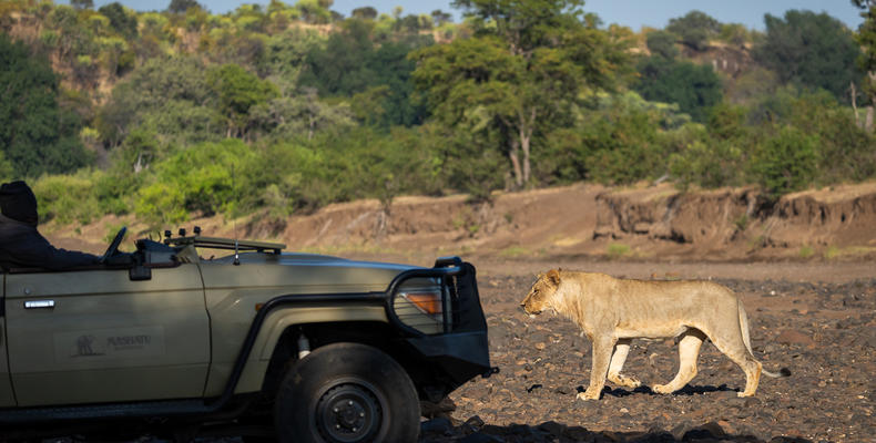 Mashatu Game Drives