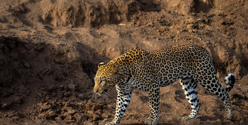 Mashatu Leopard