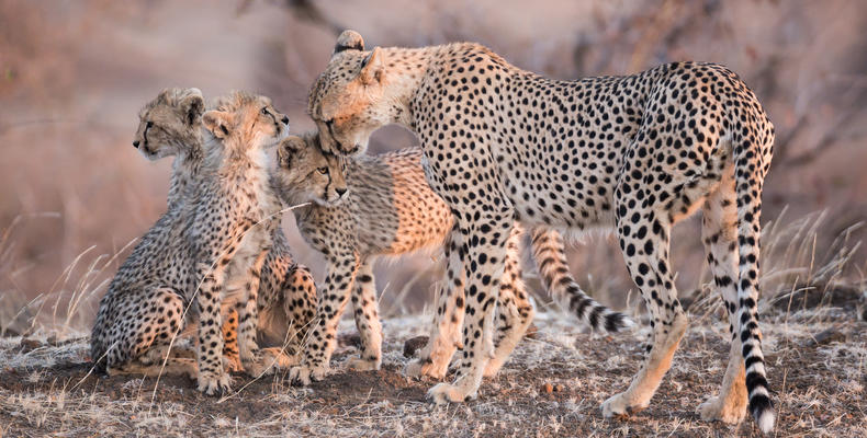 Mashatu Cheetah and Cubs