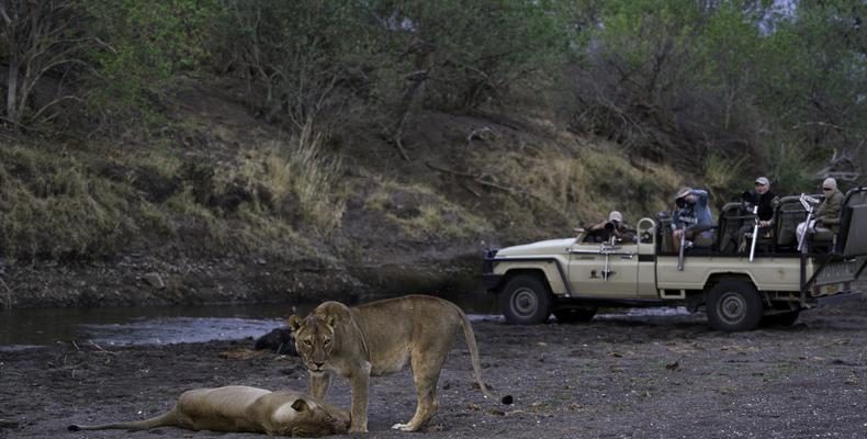 Mashatu Safaris- Lions