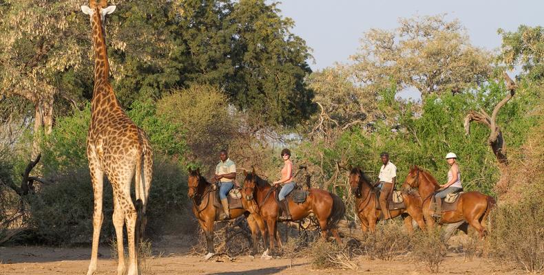 Horse Safari
