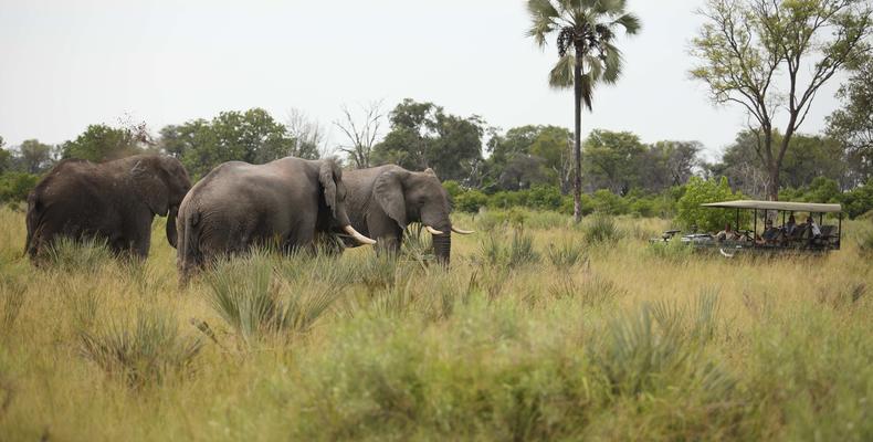 andBeyond Nxabega Okavango Tented Camp