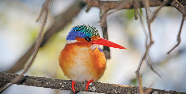 Exceptional Birdwatching