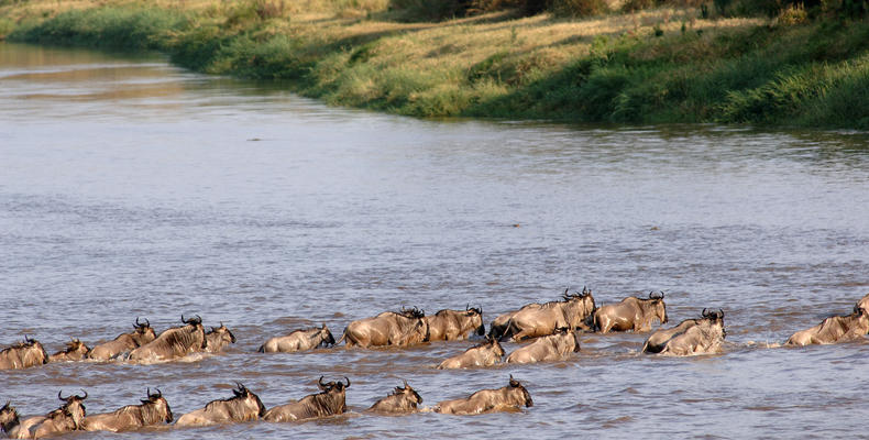 Mara River