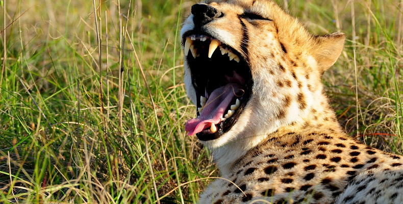 Shamwari Private Game Reserve