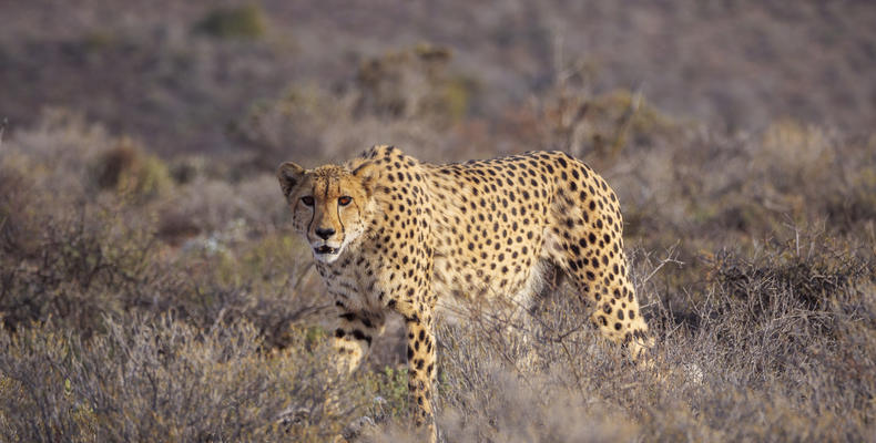 Guest Experience Sanbona Wildlife Reserve