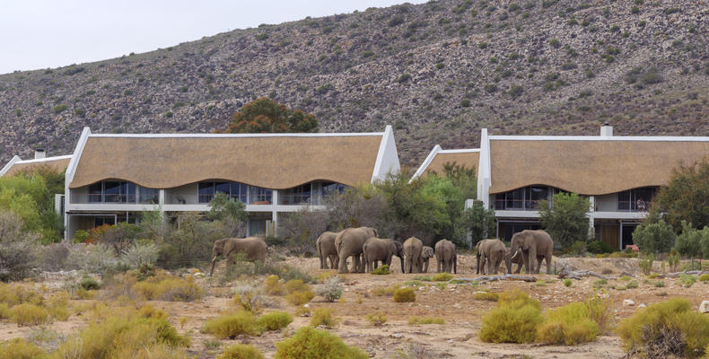Gondwana Family Lodge at Sanbona Wildlife Reserve