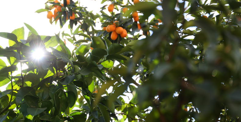 Citrus Tree Garden