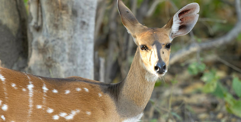 Wildlife