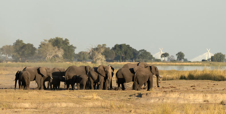 Wildlife