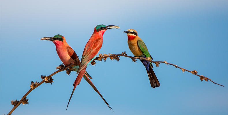 Carmine Bee-eaters