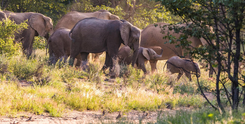 Elephants