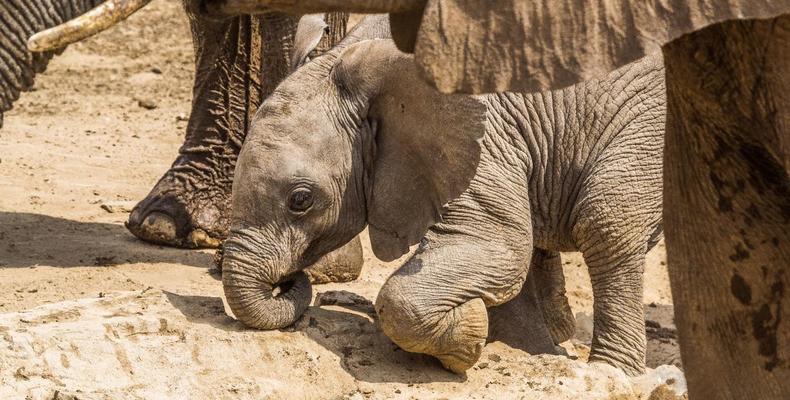 Elephant calf from Hobatere