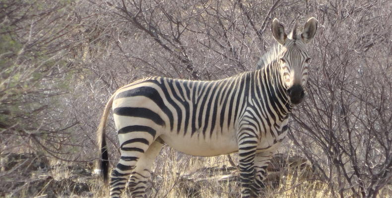 The Zebra we are famous for