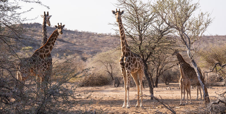 Wildlife 