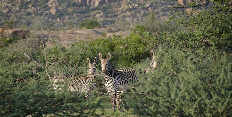 Wildlife