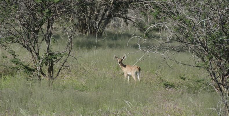 Wildlife
