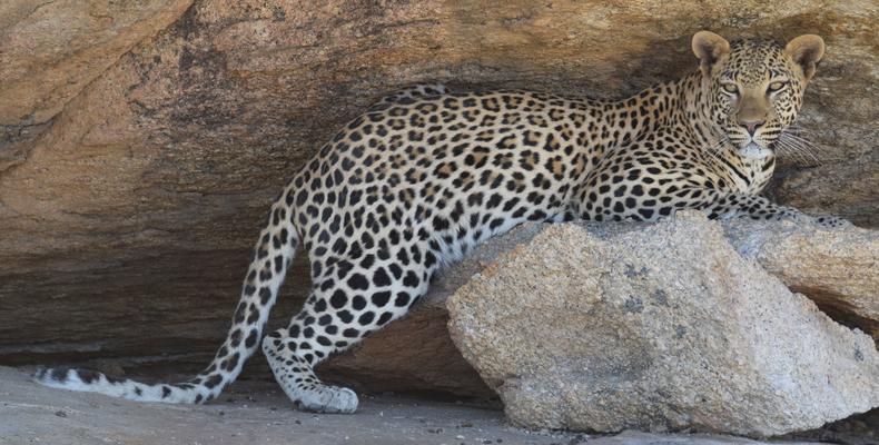 Rare Leopard sightings