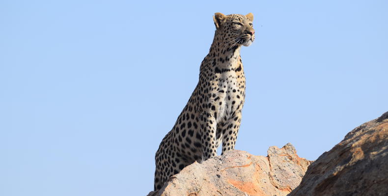 Leopard