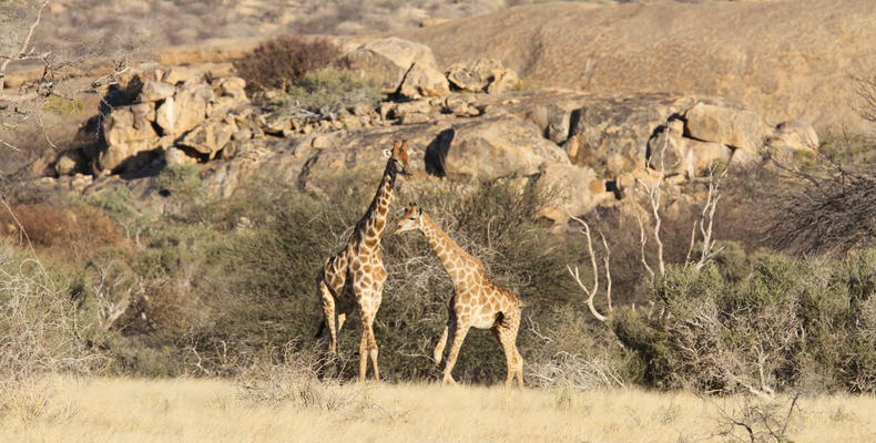 Wildlife at Ai Aiba