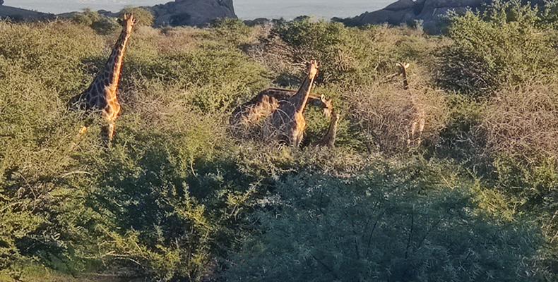 Wildlife at Ai Aiba