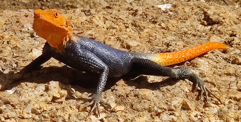 At Ai Aiba - beautiful Namib rock agama