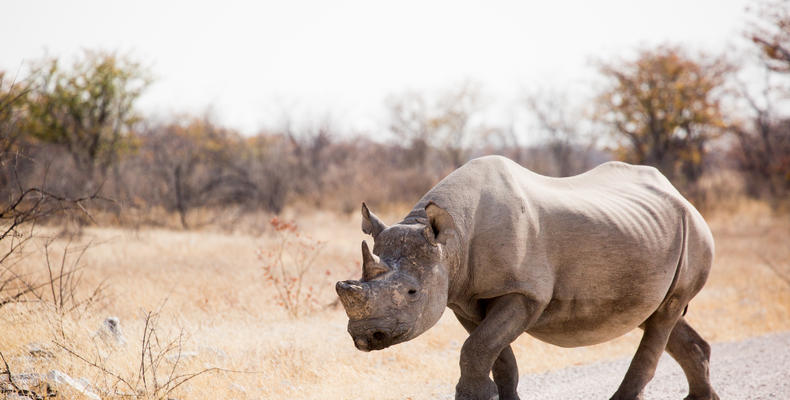 Game drive in Etosha National Park - Rhino