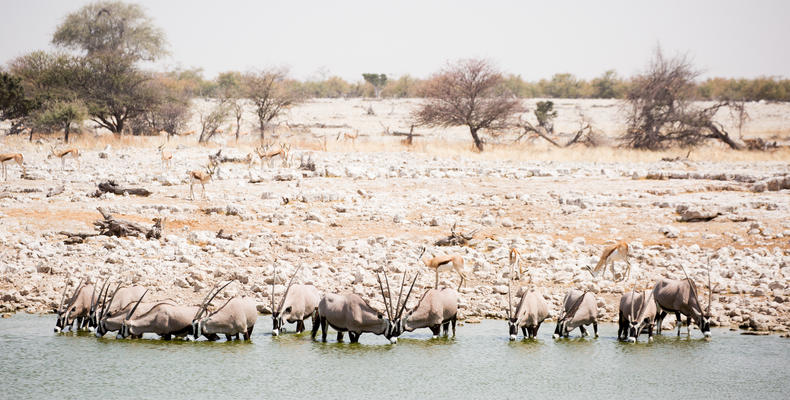 Game drive in Etosha National Park - Water hole