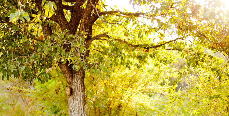 Toshari Lodge Garden